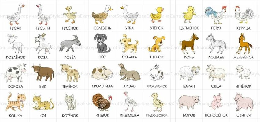 Карточки с животными для детей