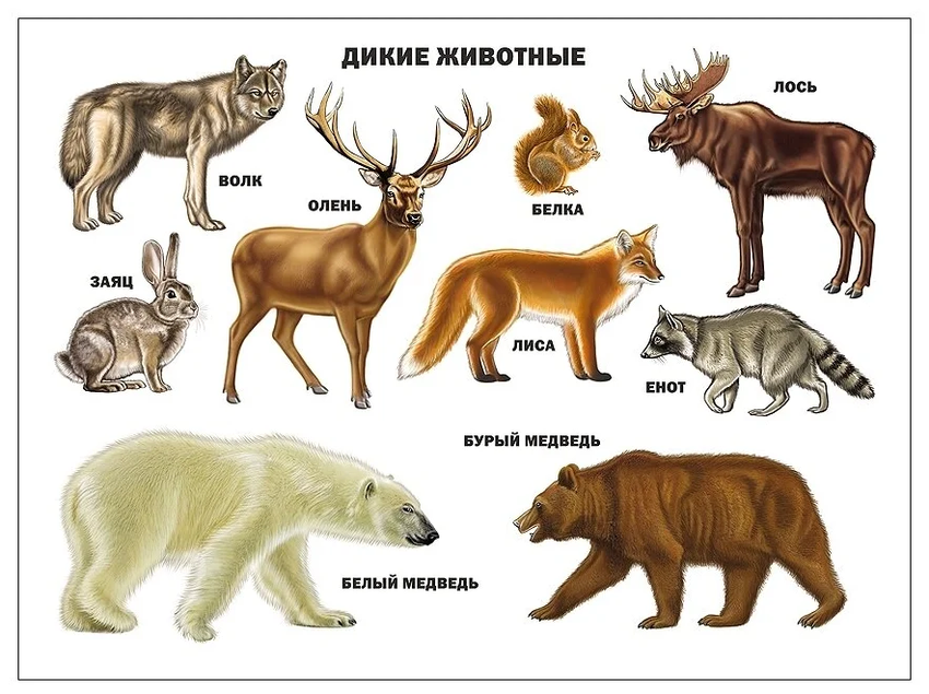 Дикие животные