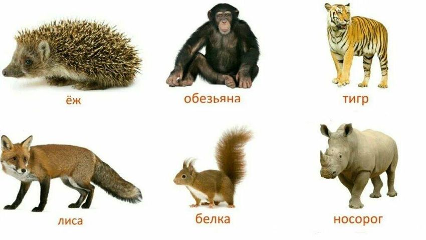 Развивающие карточки животные