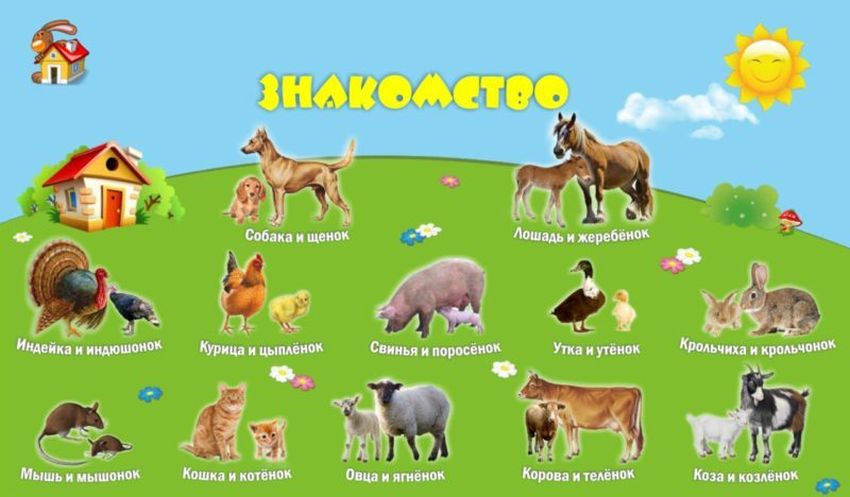 Изображения домашних животных для детей