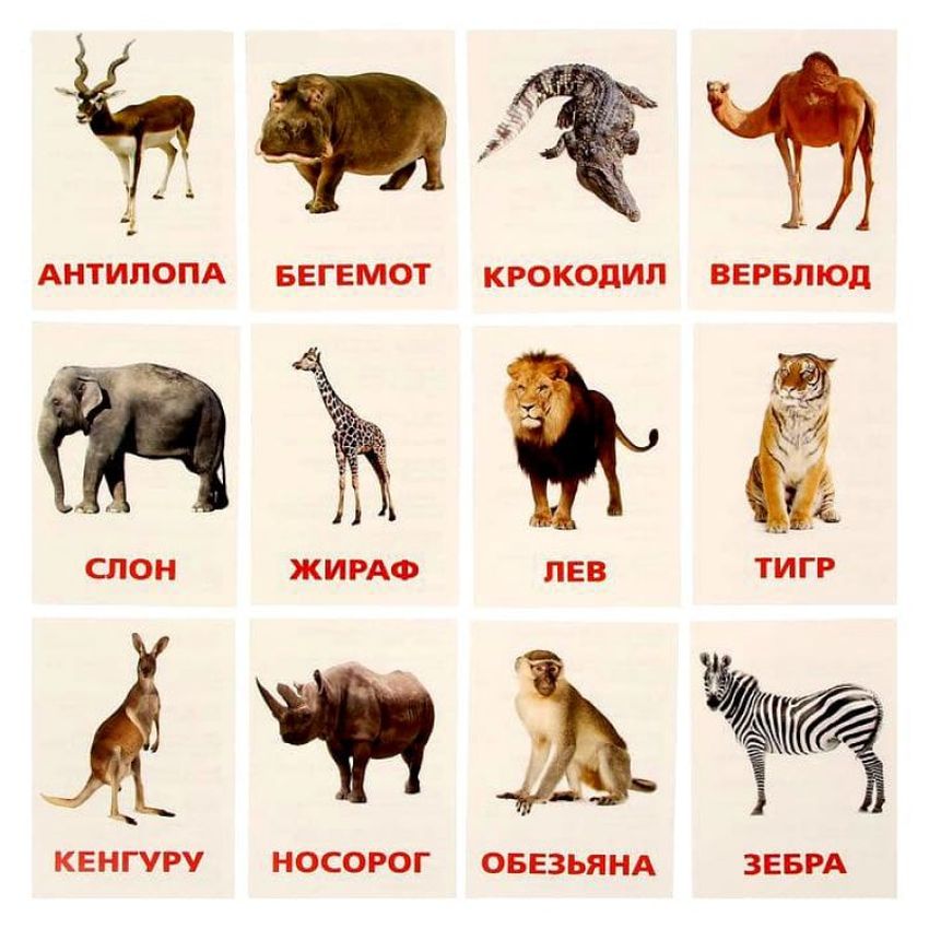 Карточки животных
