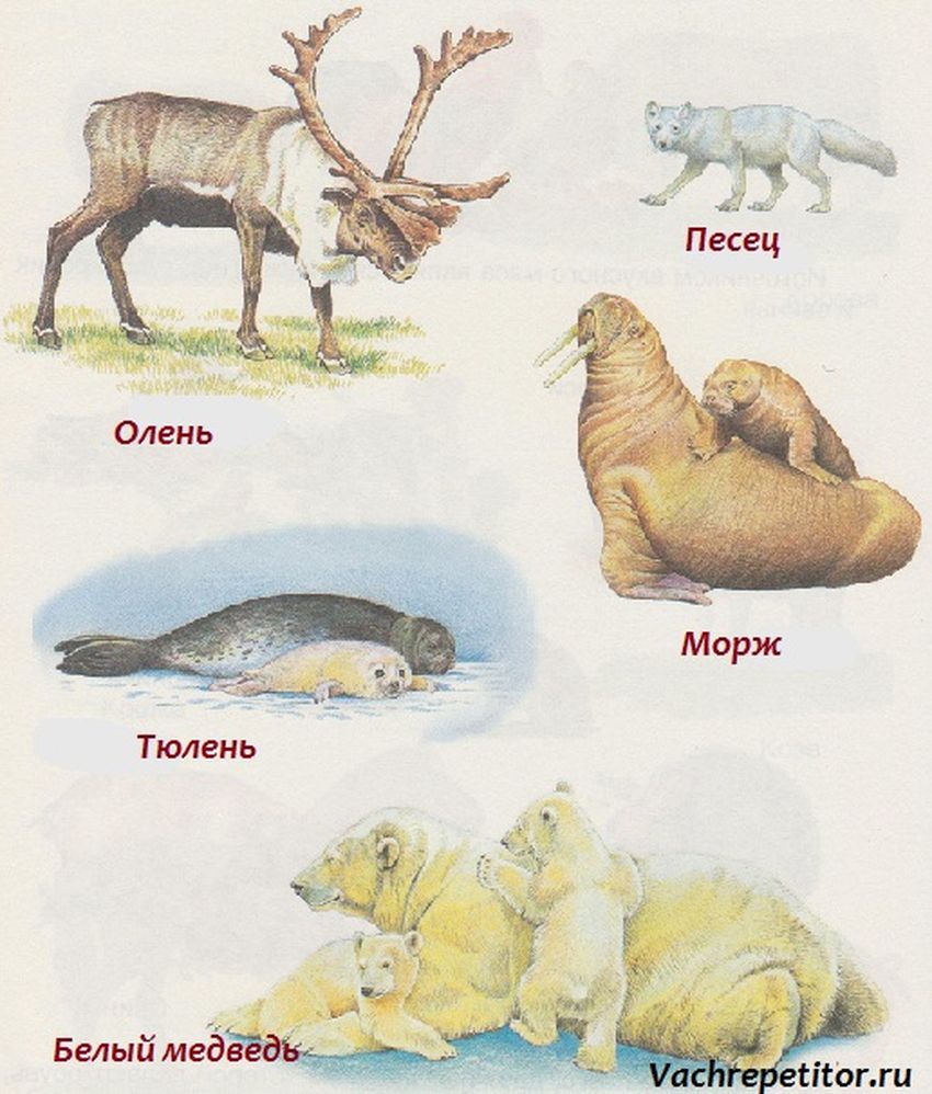 Животные севера Животные крайнего севера