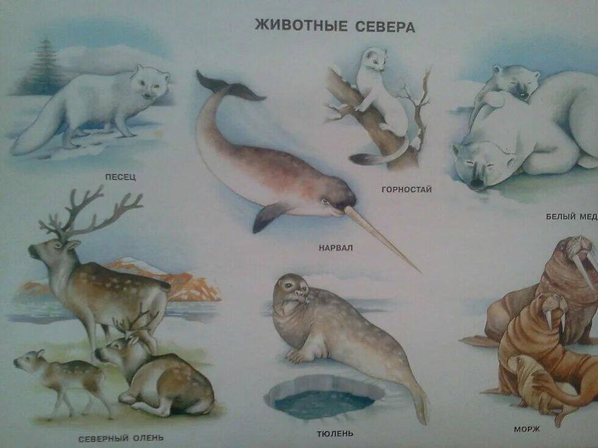Животные севера Животные крайнего севера