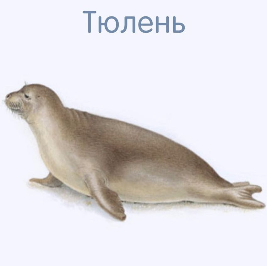 Рисунок тюленя Тюлень росса