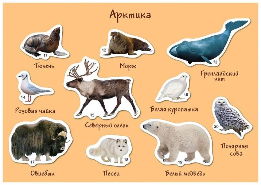 Животные севера Животные севера с названиями