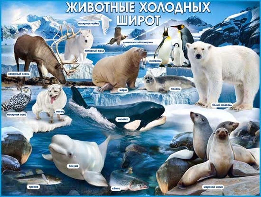 Животные холодных стран Животные арктики