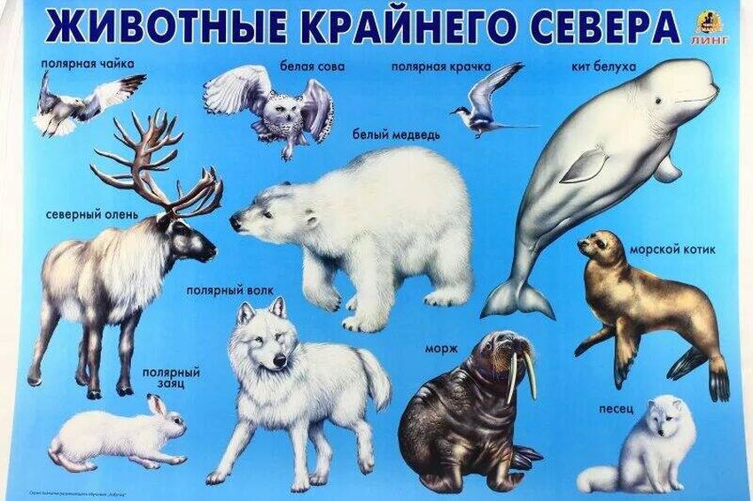 Животные севера Животные крайнего севера