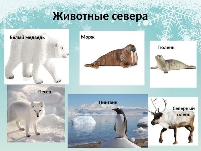 Животные севера (белый медведь, песец, морж, полярный волк, северный олень)