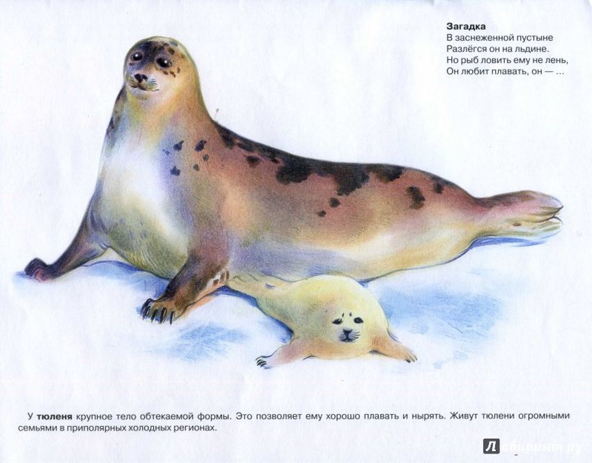Животные арктики и антарктики Рисунок тюленя для детей