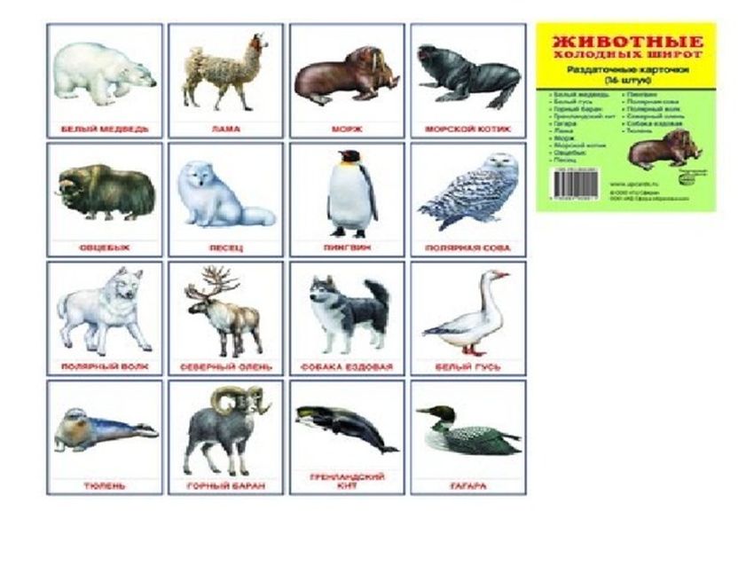 Животные холодных стран Животные холодных широт