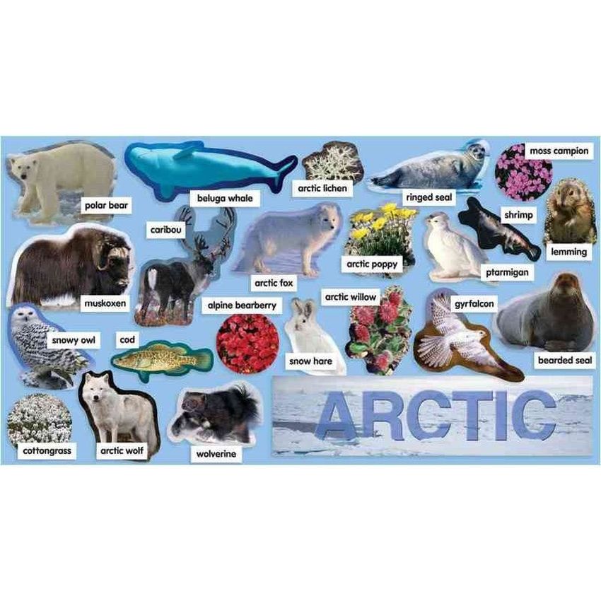 Животные арктики с названиями Животные арктики
