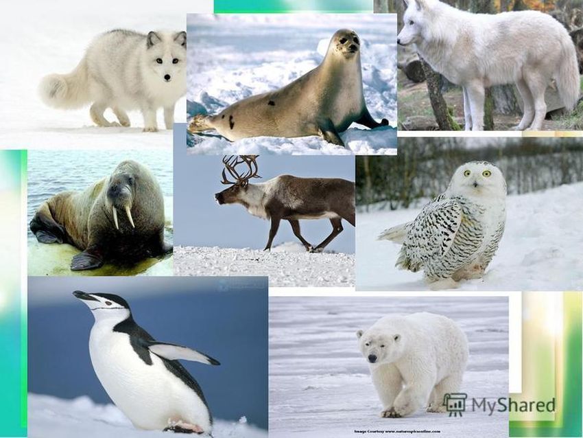 Животные севера Животное арктики