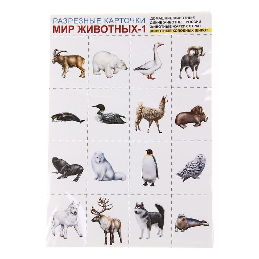 Животные холодных широт Животные разных широт