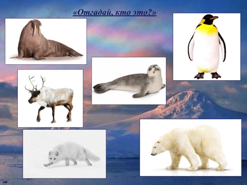 Животные севера Белый медведь