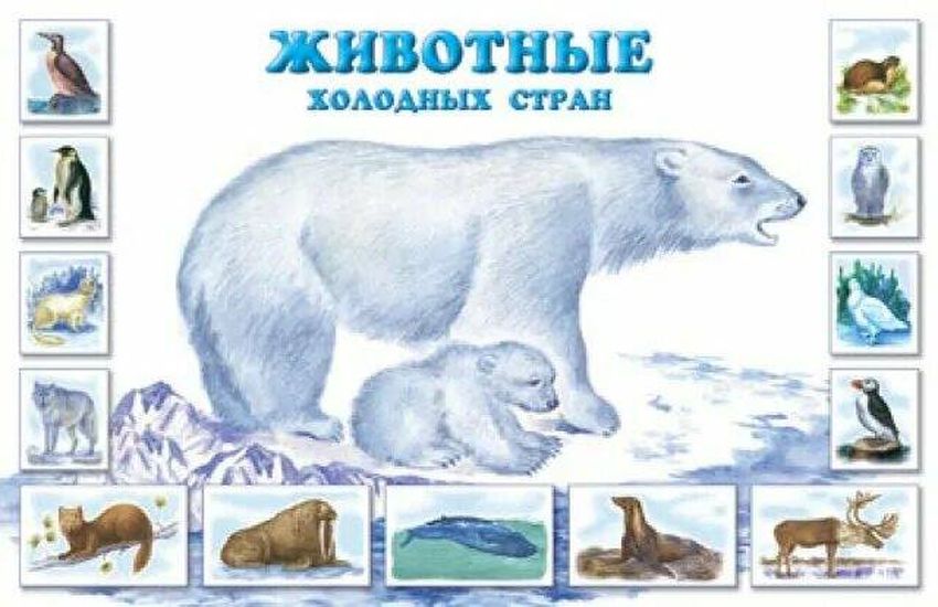 Животные холодных стран Животные севера для дошкольников
