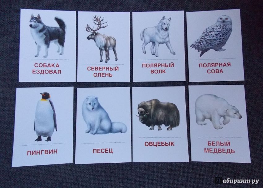 Животные холодных стран Карточки животных