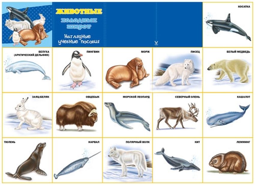 Животные арктики Животные арктики и антарктики