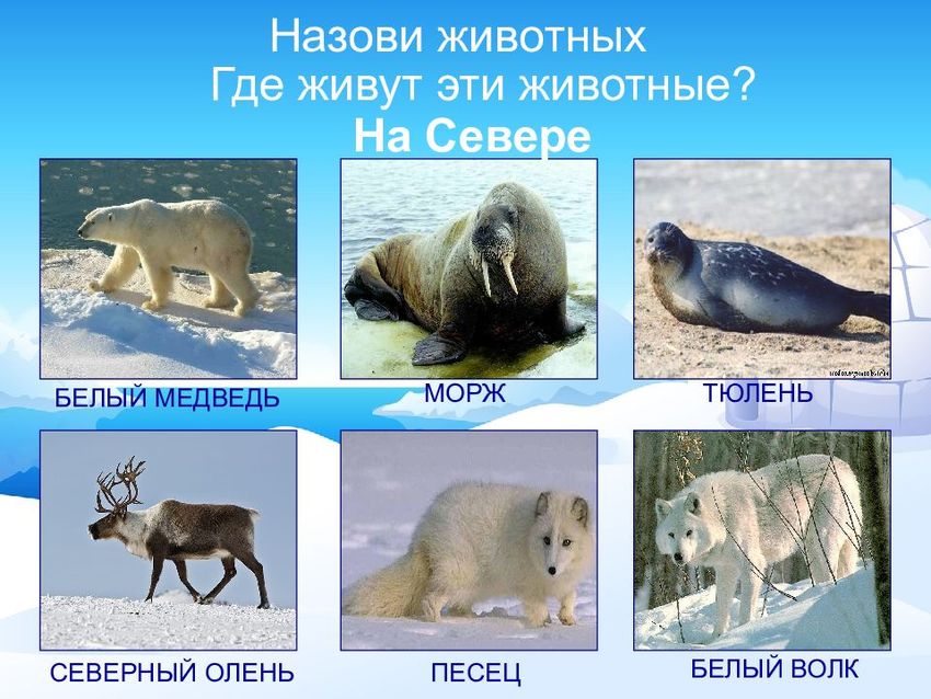 Животные крайнего севера Животные севера