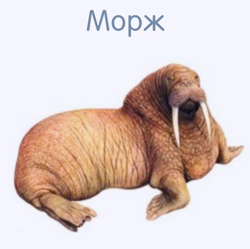 Морж Морж животное