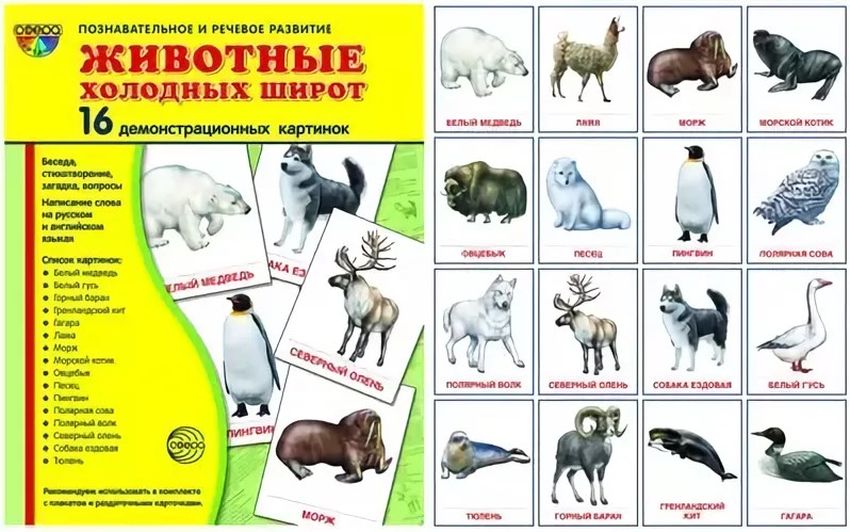 Животные холодных широт Животные холодных стран