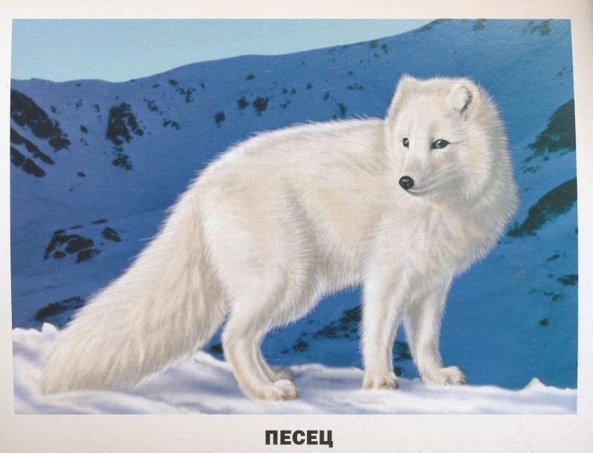 Песец Белый песец зима
