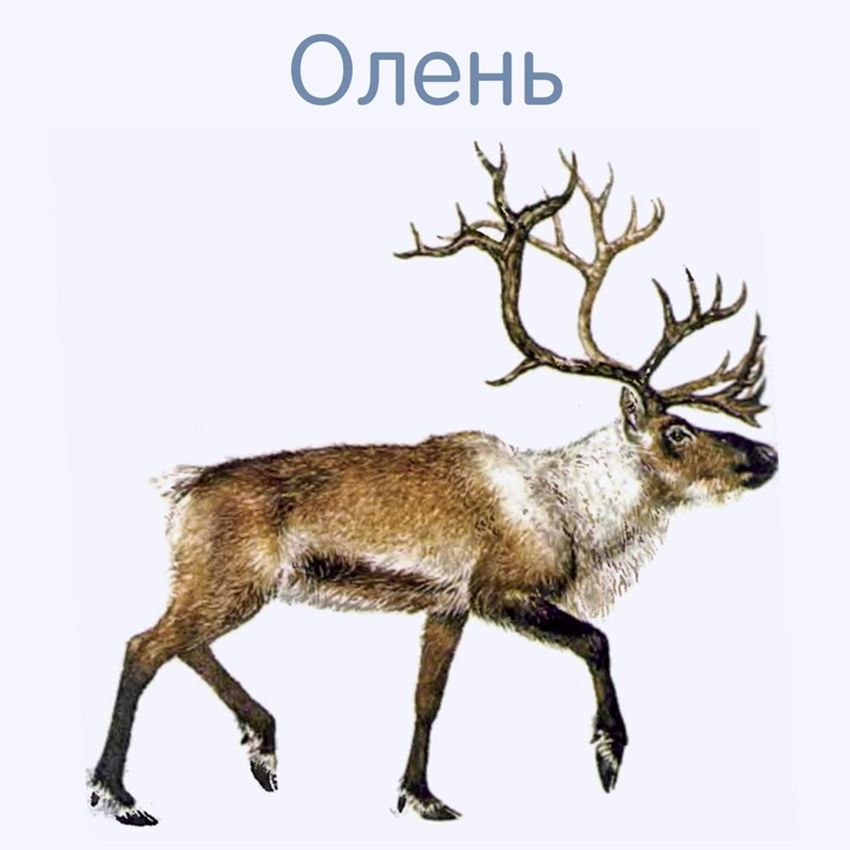Олень северный Олень