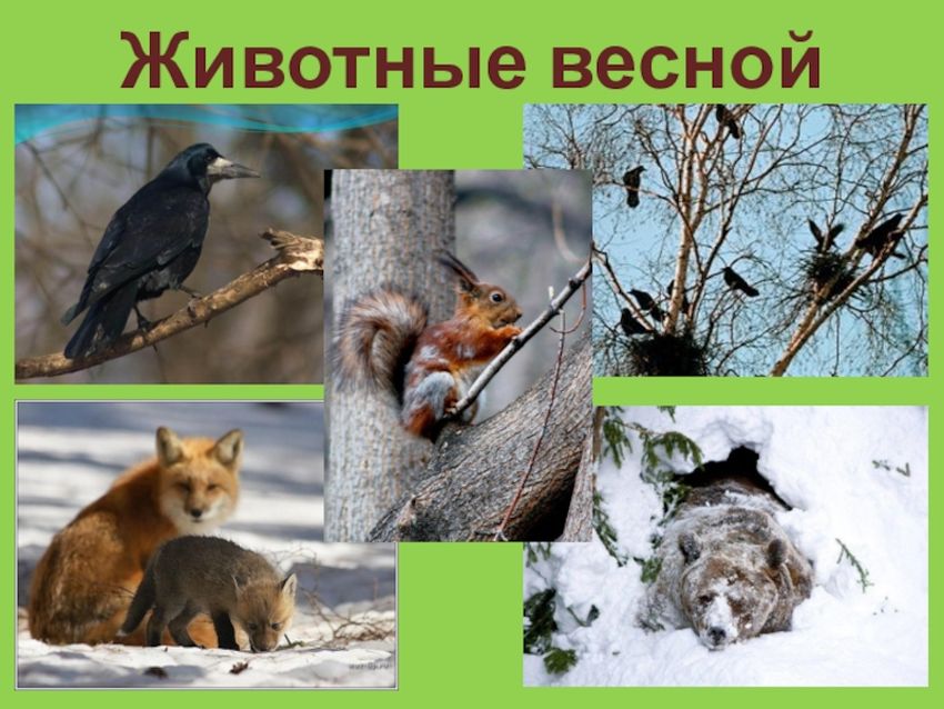 Звери весной