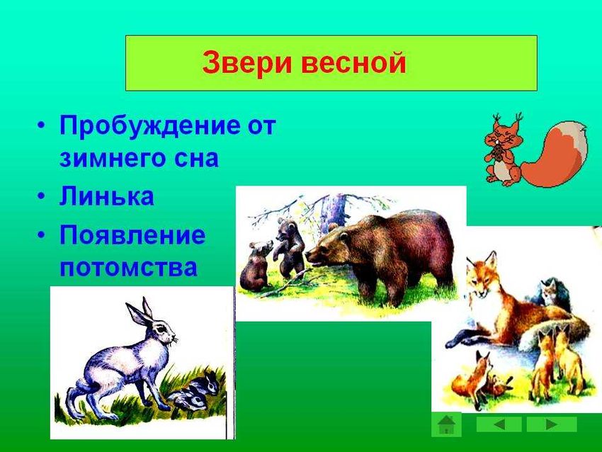 Животные весной