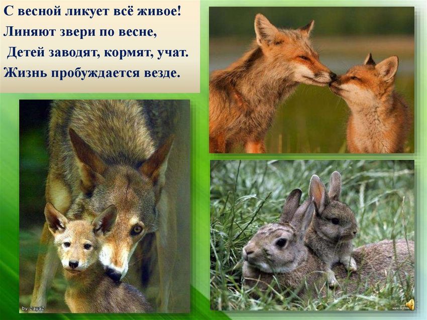 Звери весной