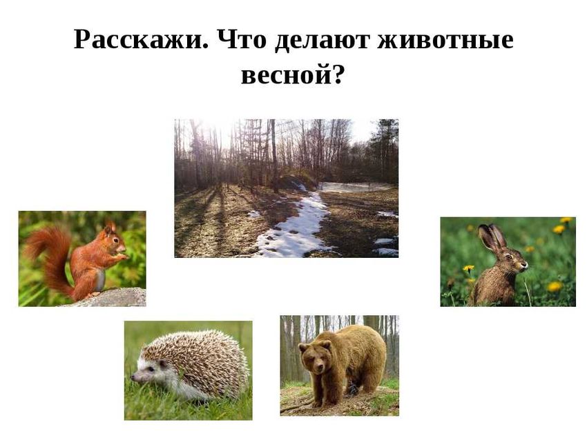 Животные весной