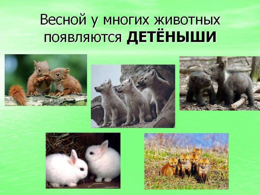 Дикие животные весной
