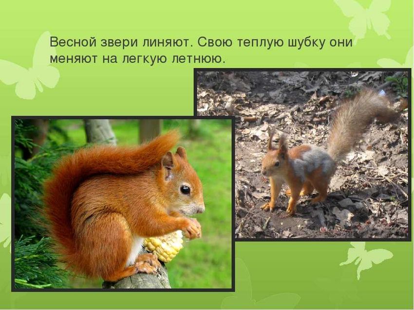 Белка зимой и летом