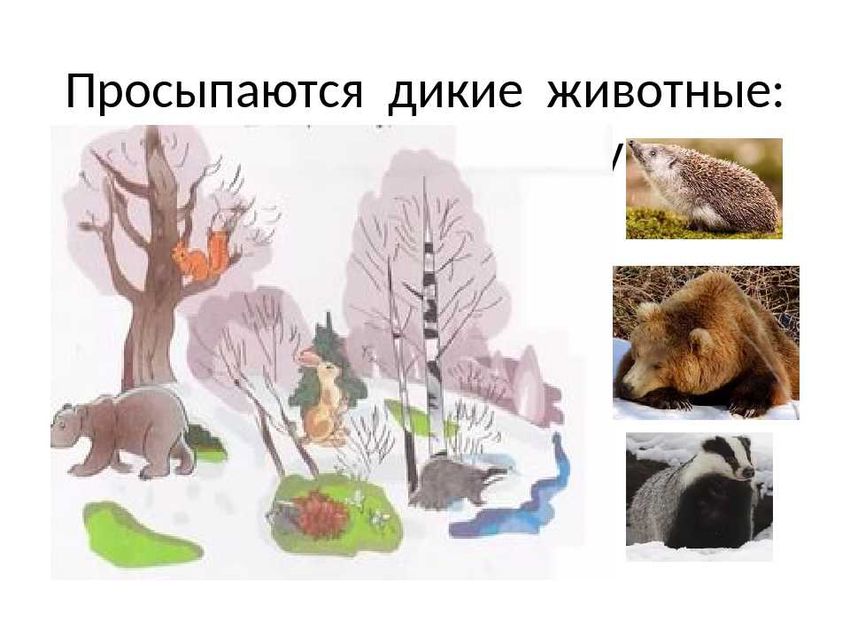 Весна животные просыпаются