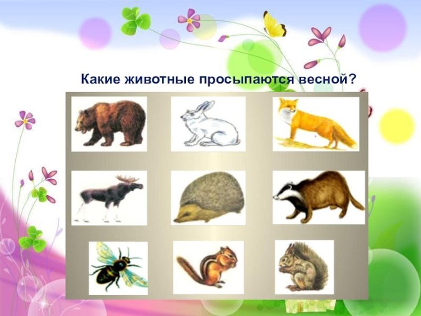 Какие животные просыпаются весной