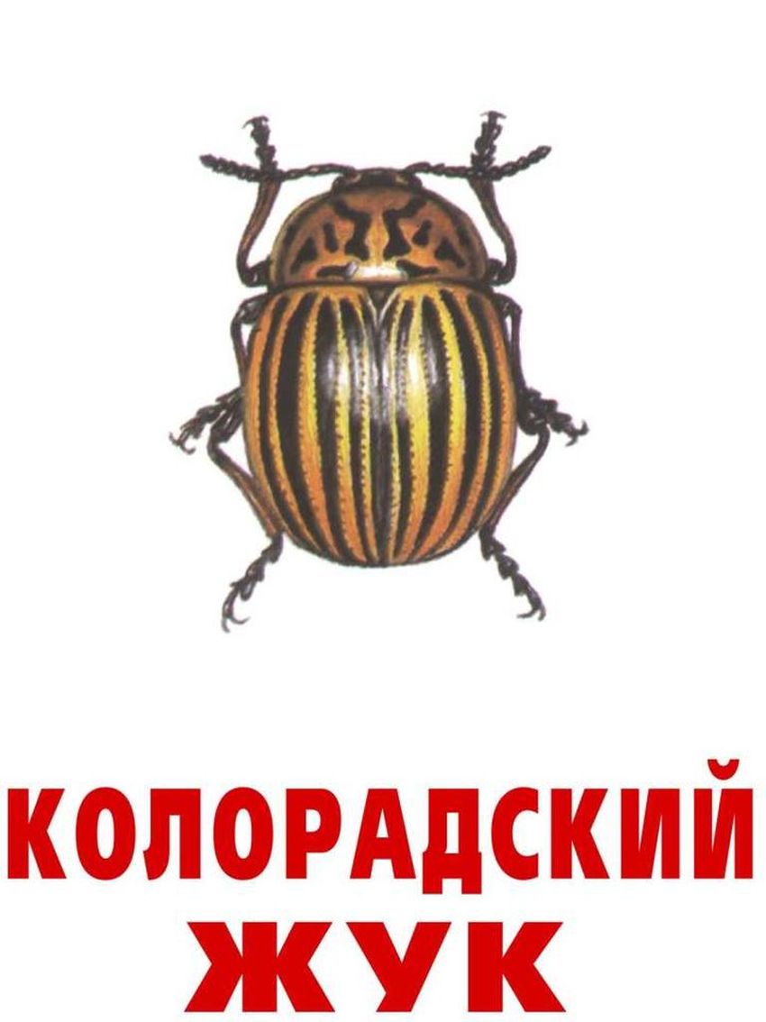 Колорадский жук насекомые карточки для детей с названиями