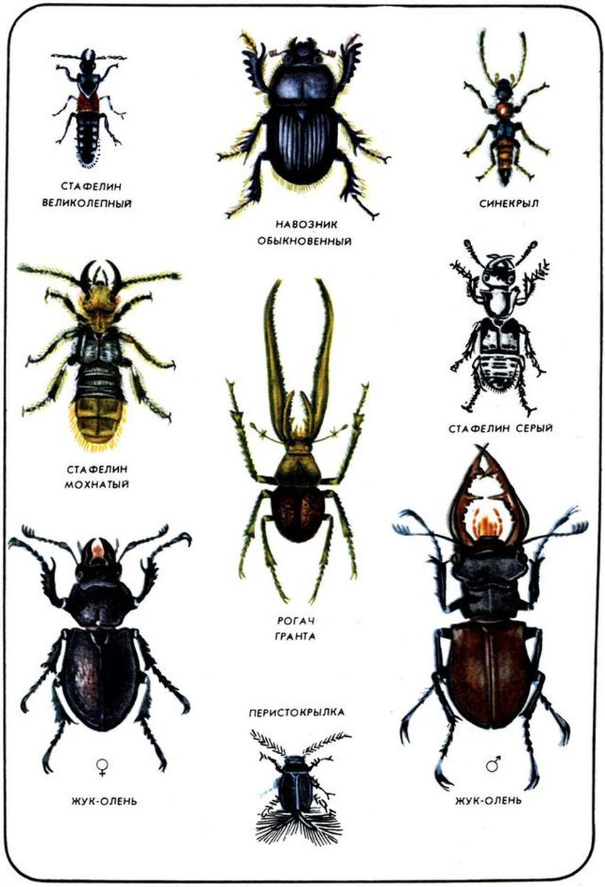 Семейство рогачей жуки