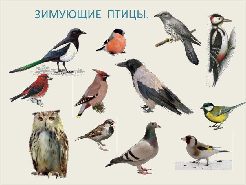 Зимующие птицы россии