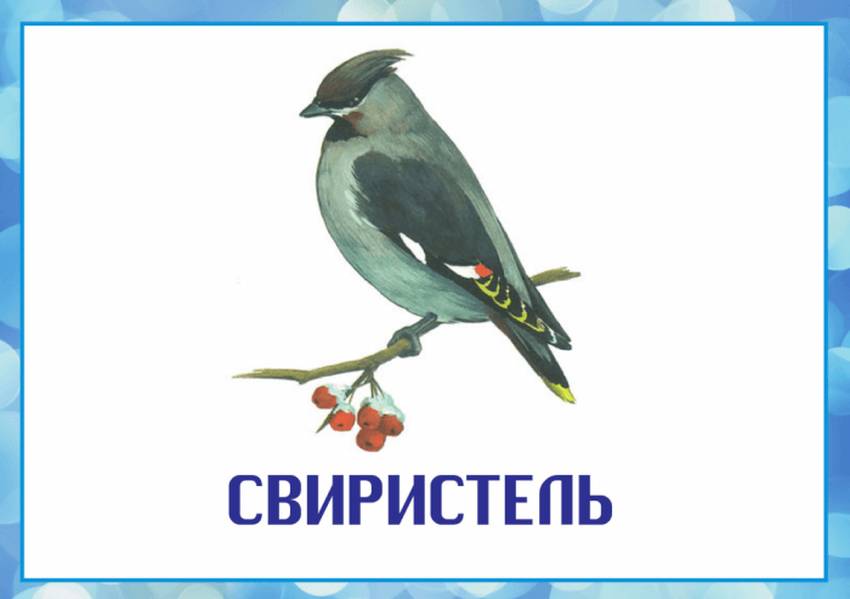 Свиристель зимующая птица