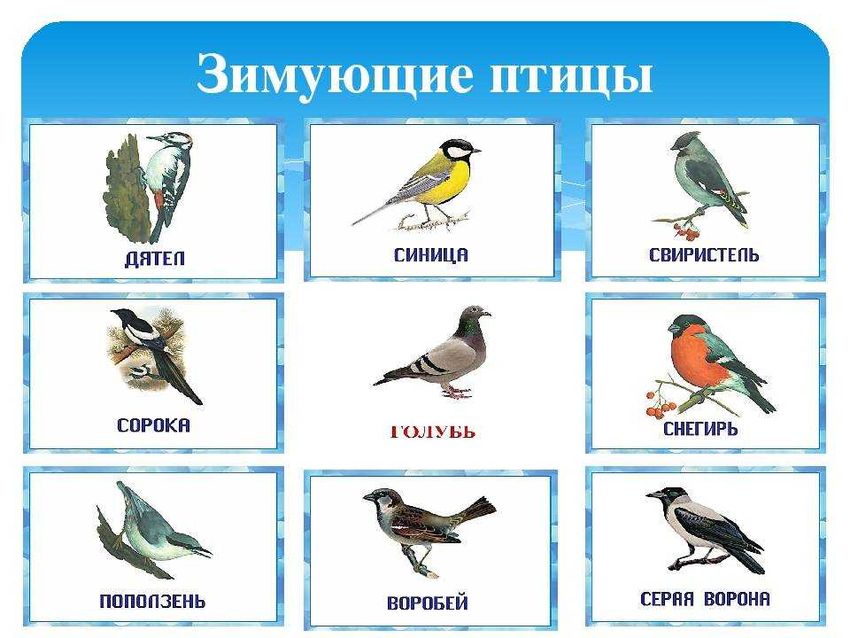 Зимующие птицы россии для дошкольников
