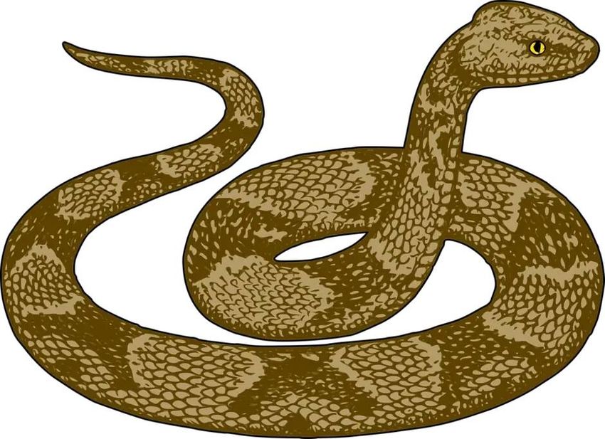 Змея на прозрачном фоне