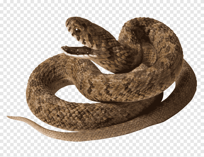 Змея без фона